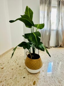 apartamentos la muralla Cádiz