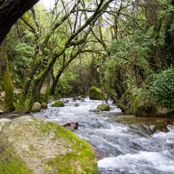 Rio el Bosque